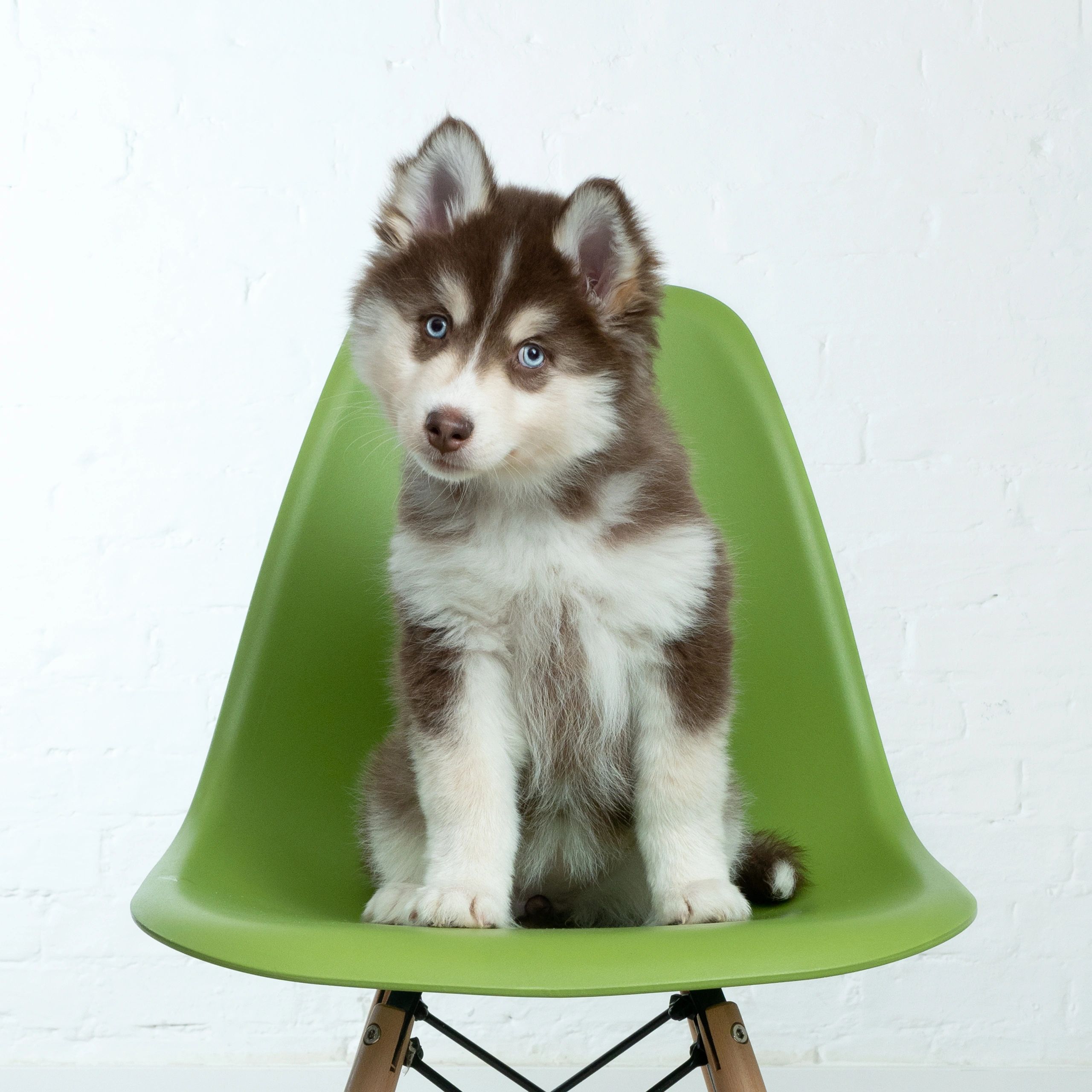 Meet The Breeder Gems Pomskies Adventures